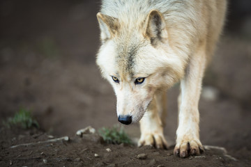 Loup arctique (Canis lupus arctos) alias loup polaire ou loup blanc