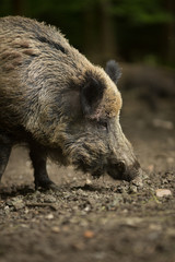 Wild boar (Sus scrofa)