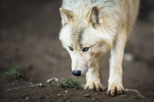 Fototapeta Arctic Wolf (Canis lupus arctos) aka Polar Wolf or White Wolf