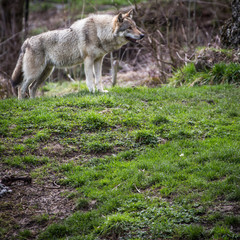 Obraz premium Gray/Eurasian wolf (Canis lupus)