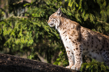 Naklejka na ściany i meble Ryś (Lynx lynx)