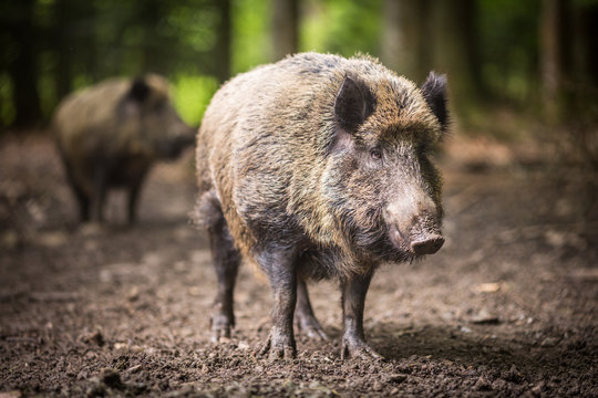 Wild boar (Sus scrofa)