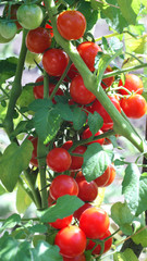 Tomatoes on the vine