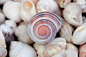 Blue detail spiral with many sheasells