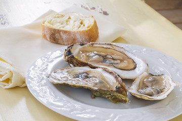 Malpaque Oyster