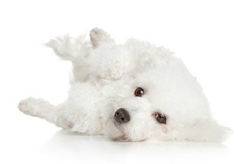 Bichon Frise dog resting