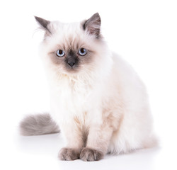 Beautiful cat isolated on white