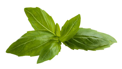 Green fresh basil, isolated on white