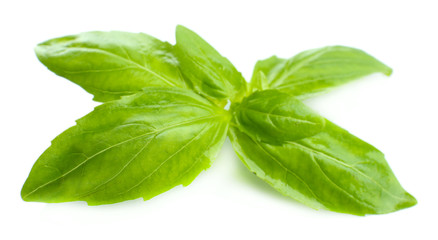 Green fresh basil, isolated on white