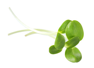 Green young sunflower sprouts isolated on white