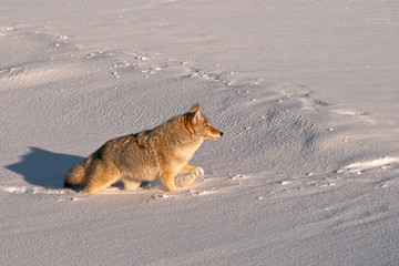 Naklejka premium Coyote travels through deep snow in search of food