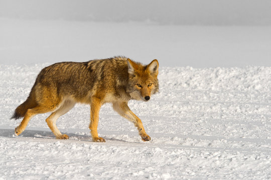 Fototapeta passing coyote warily eyes the photographer