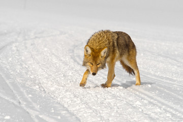 cautious coyote approaches