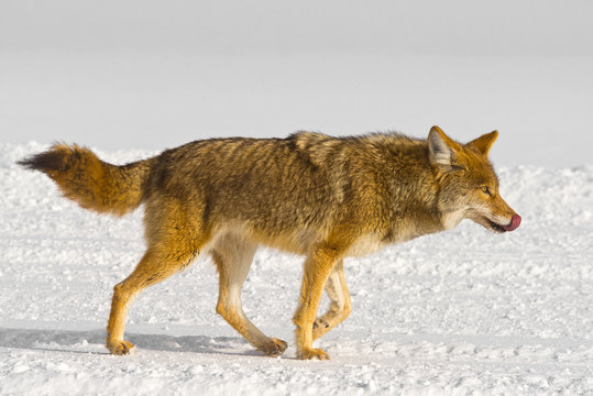 Fototapeta Coyote licks its own nose while running
