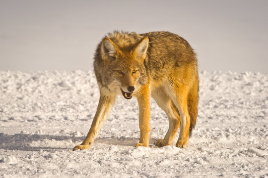 Fototapeta Coyote snarls at intruder