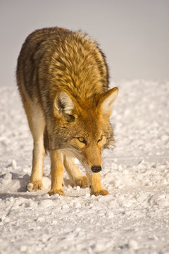 Fototapeta Wary coyote searches for food