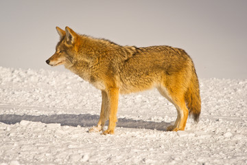 Coyote profile in winter coat