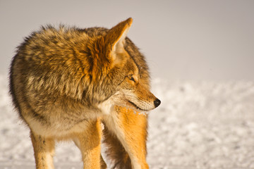 Coyote looks back