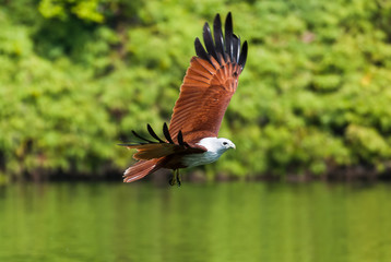 Brahminy kite flying over the water at high speed