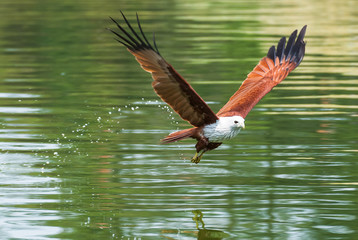 Brahminy kite flying over the water at high speed