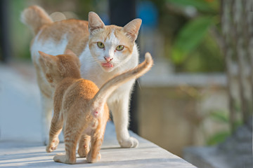 Thai Domestic Cat