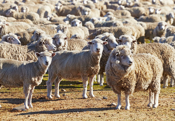 Naklejka premium Herd of sheep