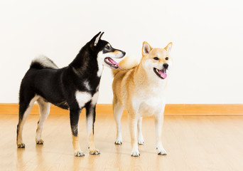 Two shiba dogs