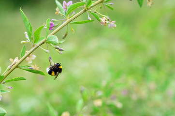 Summer meadow