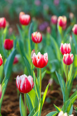 Colorful of tulip flower