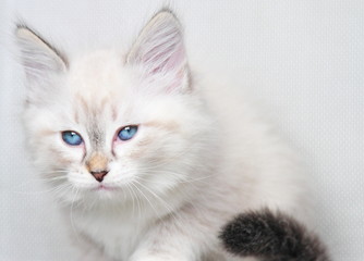 neva masquerade kitten of siberian breed at two months