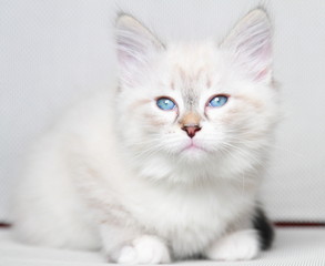 Obraz premium neva masquerade kotek rasy syberyjskiej w wieku dwóch miesięcy