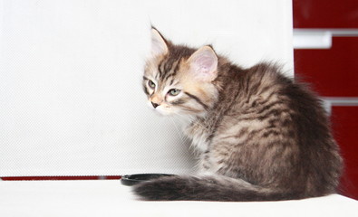 brown puppy of siberian cat at two months