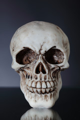 Obraz premium human skull