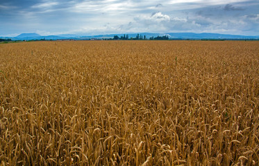 Wheat field in the foothills of the North-Western Caucasus