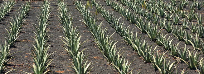 culture de l'aloe-vera