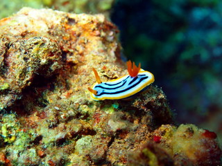 Sea slug, island Maktan, Philippine