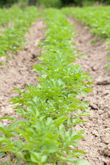 Potato field