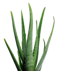 Obraz premium aloe vera