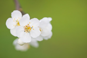 Fototapeta premium spring bloom