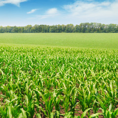 corn field with the young shoots