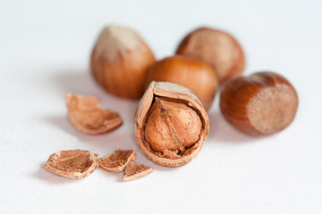 Noisette sur fond blanc