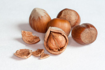 Noisette sur fond blanc