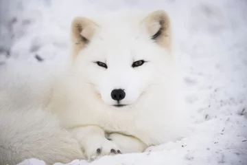 Polarfuchs ruht im Schnee