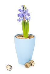 Blue flower and quail eggs on white background