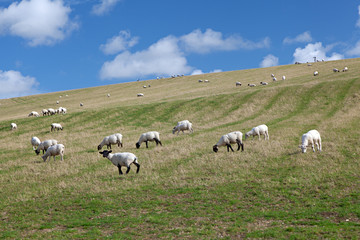 Obraz premium Rural landscape of sheep grazing in a green field
