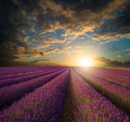 Vibrant Summer sunset over lavender field landscape