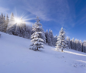 Sunny winter landscape in the mountain forest