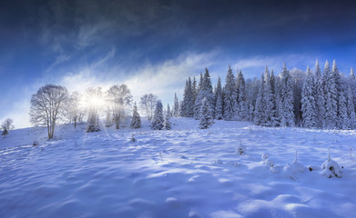 Blue panorama of the winter forest in the mountains
