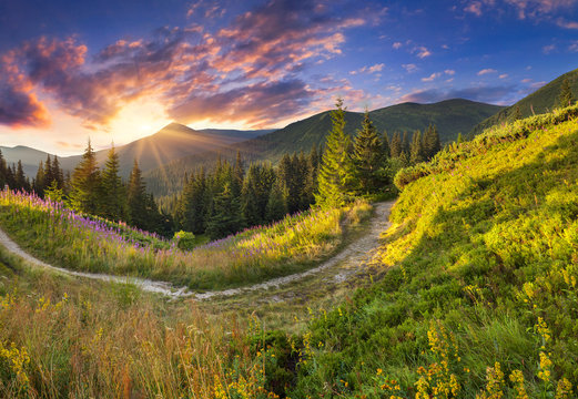 Beautiful summer landscape in the mountains with pink flowers.