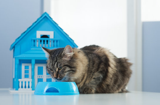 Cat And Model House